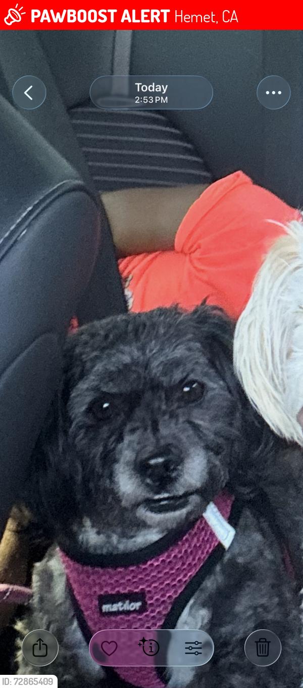Lost Female Dog last seen Wagner way Hemet ca, Hemet, CA 92544