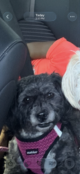Lost Female Dog last seen Wagner way Hemet ca, Hemet, CA 92544
