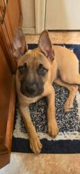 Reunited Female Dog last seen Galveston , Chandler, AZ 85224