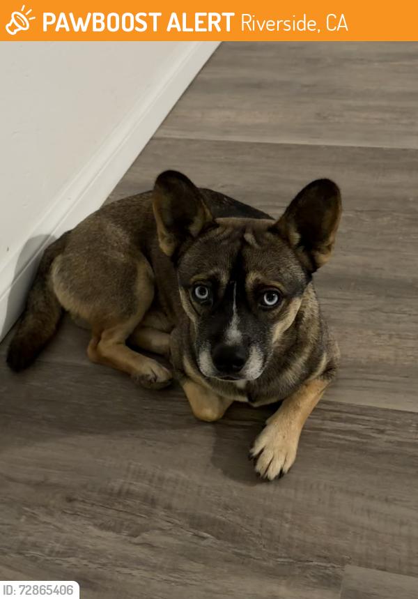 Found/Stray Male Dog last seen Woodcrest elementary , Riverside, CA 92508
