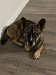 Found/Stray Male Dog last seen Woodcrest elementary , Riverside, CA 92508