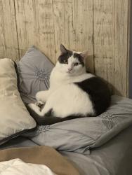 Reunited Male Cat last seen Across the street from the playground, Palm River-Clair Mel, FL 33619