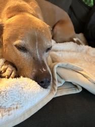 Found/Stray Female Dog last seen Southtacoma way, Tacoma, WA 98409
