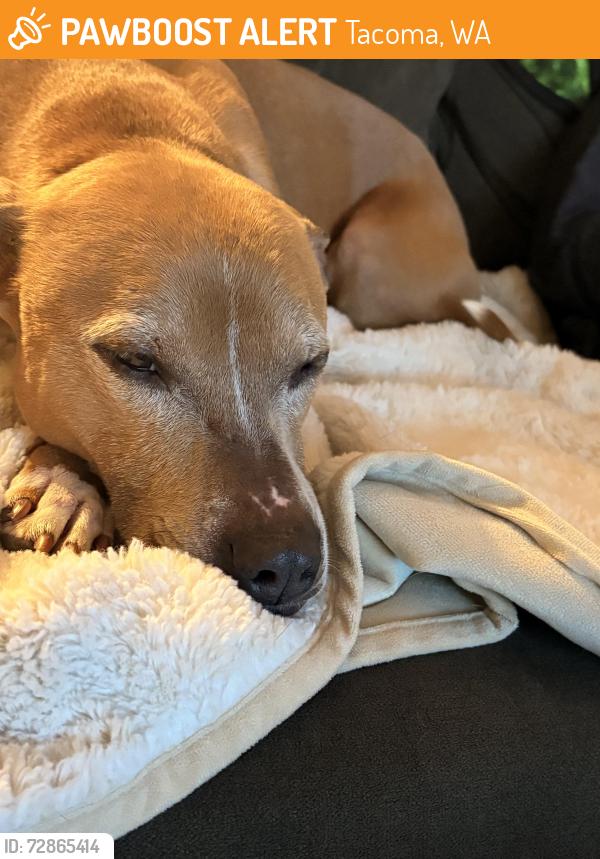 Found/Stray Female Dog last seen Southtacoma way, Tacoma, WA 98409