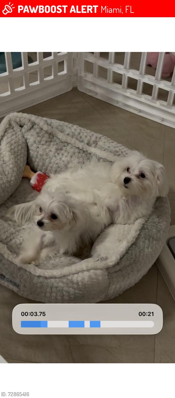 Lost Male Dog last seen Near sw 179 terr Miami fl 33177, Miami, FL 33177