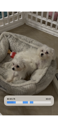 Lost Male Dog last seen Near sw 179 terr Miami fl 33177, Miami, FL 33177