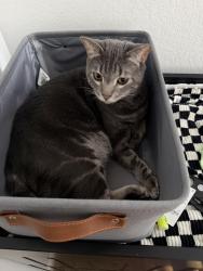 Lost Male Cat last seen Prairie creek , Santa Clara, TX 78124