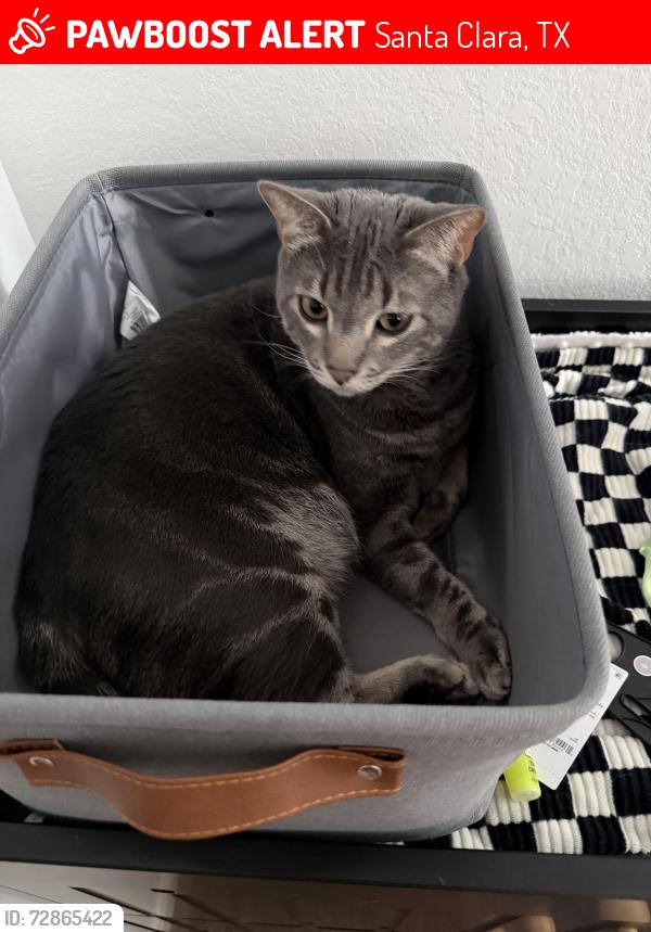 Lost Male Cat last seen Prairie creek , Santa Clara, TX 78124