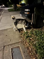 Found/Stray Unknown Dog last seen Haggin and Normington dr, Sacramento, CA 95833