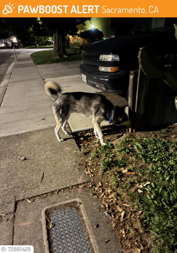 Found/Stray Unknown Dog last seen Haggin and Normington dr, Sacramento, CA 95833