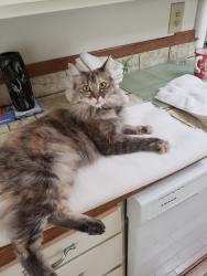 Lost Female Cat last seen On Comox about 200 feet down the road from the gate turn, Blaine, WA 98230