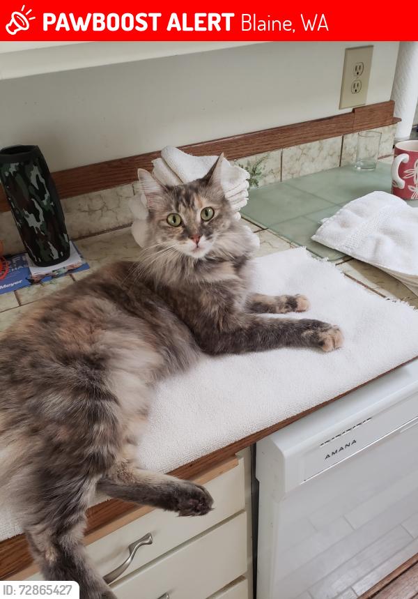 Lost Female Cat last seen On Comox about 200 feet down the road from the gate turn, Blaine, WA 98230