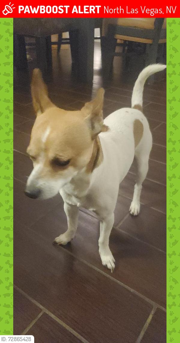 Lost Male Dog last seen Cheyenne & Allen, North Las Vegas, NV 89032