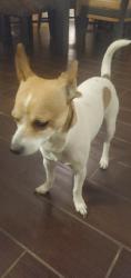 Lost Male Dog last seen Cheyenne & Allen, North Las Vegas, NV 89032