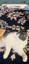Lost Female Cat last seen Black rock turnpike Fairfield , Fairfield, CT 06825