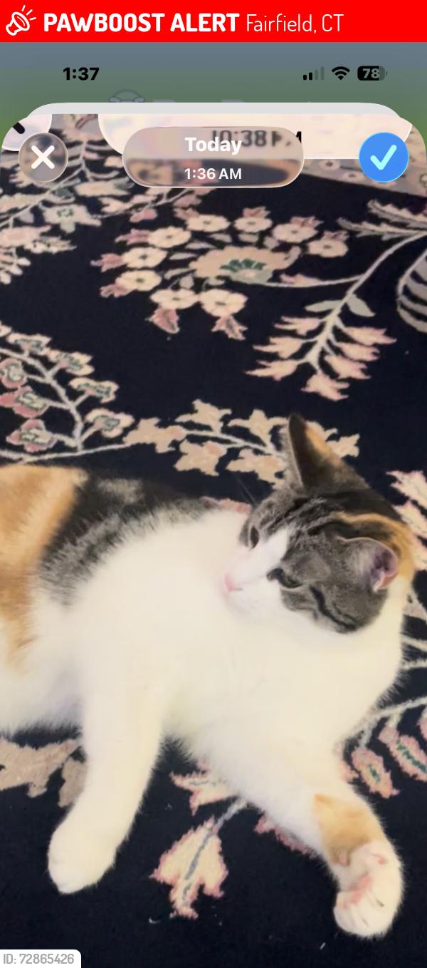 Lost Female Cat last seen Black rock turnpike Fairfield , Fairfield, CT 06825