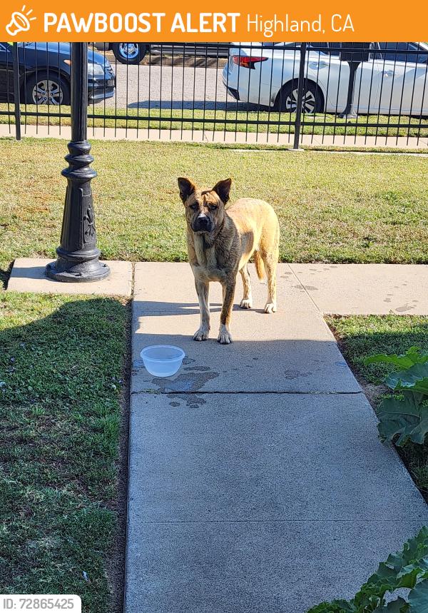 Found/Stray Male Dog last seen Byron St and Valaria, Highland, CA 92346