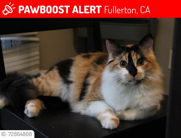 Lost Female Cat last seen Maxzim and Pacific, Fullerton, CA 92833