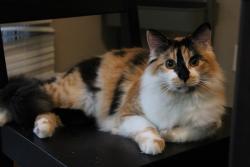 Lost Female Cat last seen Maxzim and Pacific, Fullerton, CA 92833
