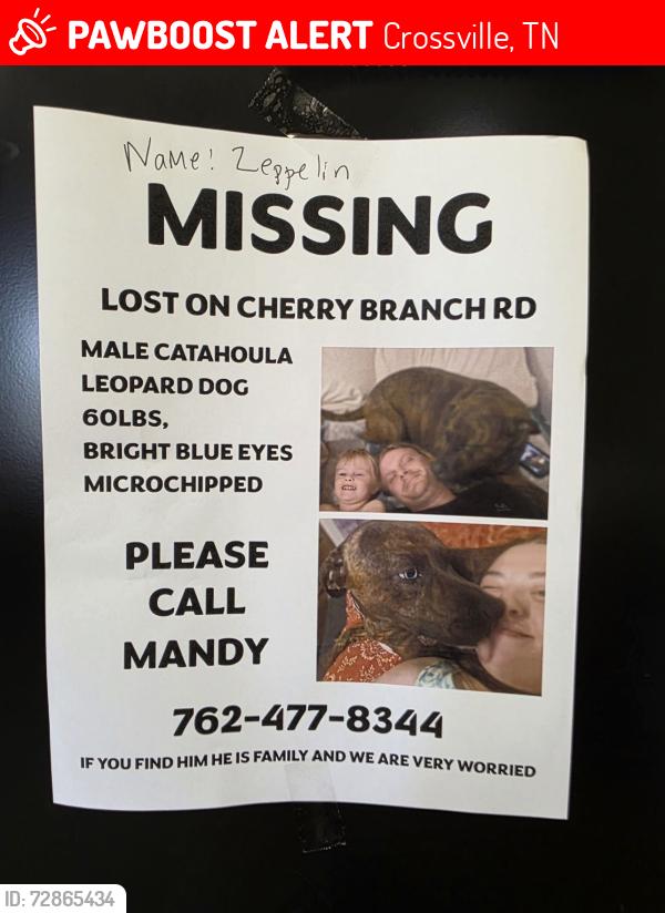 Lost Male Dog last seen Cherry branch road and peavine rd Crossville tn, Crossville, TN 38571