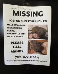 Lost Male Dog last seen Cherry branch road and peavine rd Crossville tn, Crossville, TN 38571