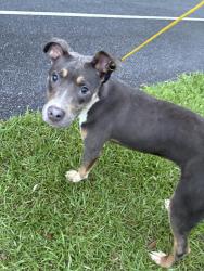Found/Stray Female Dog last seen Mohawk River, Savannah, GA 31419