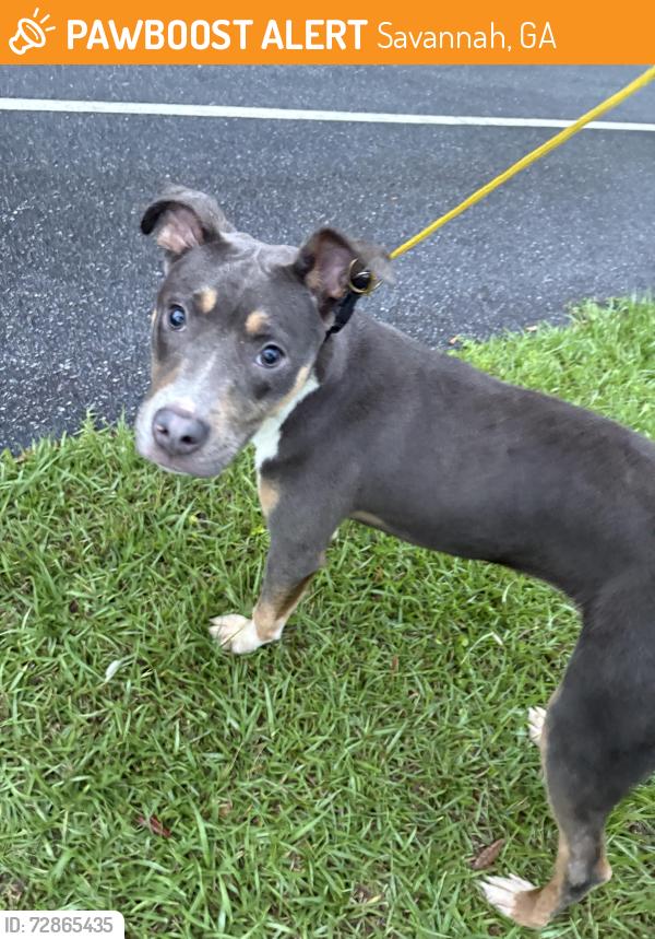Found/Stray Female Dog last seen Mohawk River, Savannah, GA 31419