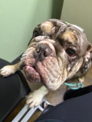 Lost Male Dog last seen Summer and waring, Memphis, TN 38122