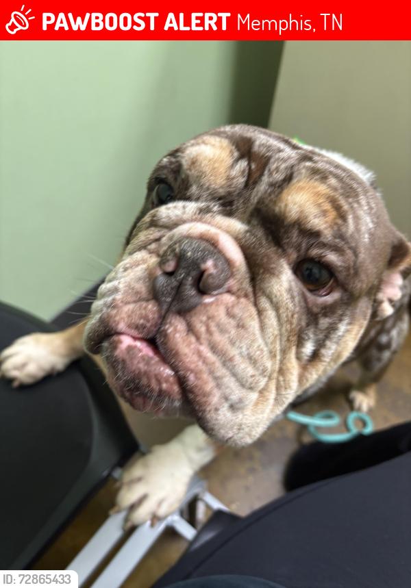 Lost Male Dog last seen Summer and waring, Memphis, TN 38122