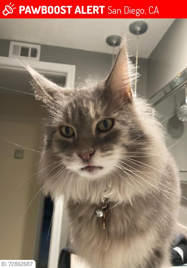 Lost Male Cat last seen Lone Star dr & saguaro , San Diego, CA 92120
