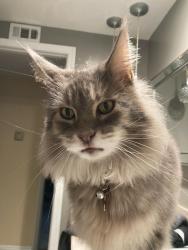 Lost Male Cat last seen Lone Star dr & saguaro , San Diego, CA 92120