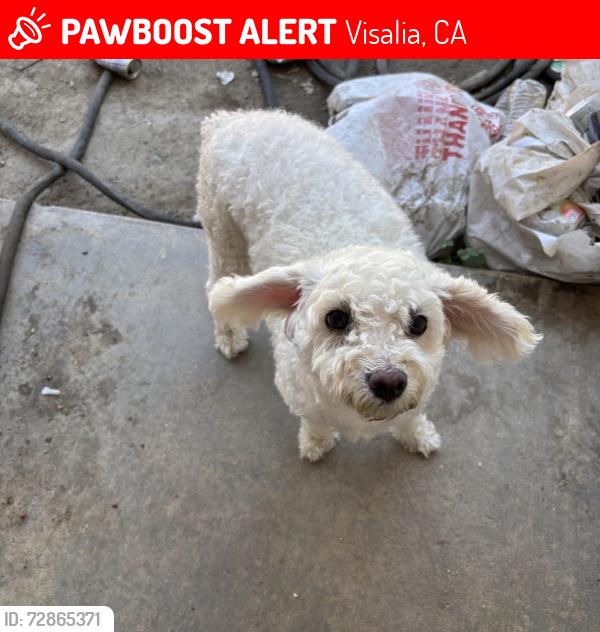 Lost Female Dog last seen VTEC, Linwood Elementary, Visalia, CA 93277