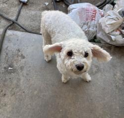 Lost Female Dog last seen VTEC, Linwood Elementary, Visalia, CA 93277