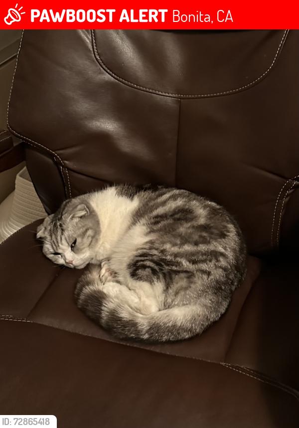 Lost Female Cat last seen In the Bonita Woods Park neighborhood, Bonita, CA 91902