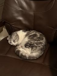 Lost Female Cat last seen In the Bonita Woods Park neighborhood, Bonita, CA 91902