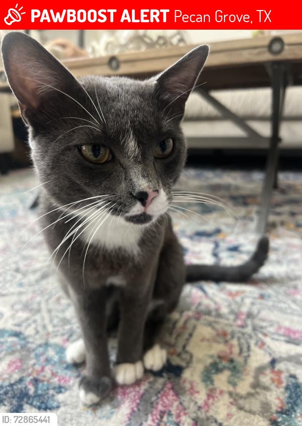 Lost Male Cat last seen Waterside Esates, Pecan Grove, TX 77406