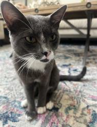 Lost Male Cat last seen Waterside Esates, Pecan Grove, TX 77406