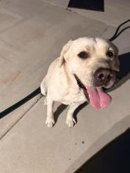 Found/Stray Male Dog last seen Van tress Wilmington , Los Angeles, CA 90744