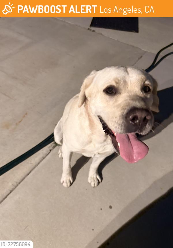 Found/Stray Male Dog last seen Van tress Wilmington , Los Angeles, CA 90744