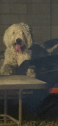 Lost Female Dog last seen 43rd Ave and camelback , Phoenix, AZ 85031