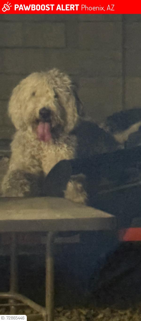 Lost Female Dog last seen 43rd Ave and camelback , Phoenix, AZ 85031