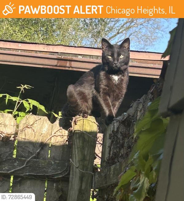 Found/Stray Unknown Cat last seen Schilling and ElderAve, Chicago Heights, IL 60411