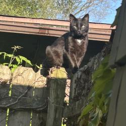 Found/Stray Unknown Cat last seen Schilling and ElderAve, Chicago Heights, IL 60411