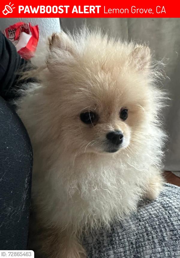 Lost Male Dog last seen Palm and skyline, Lemon Grove, CA 91946