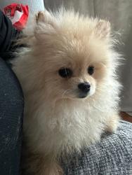 Lost Male Dog last seen Palm and skyline, Lemon Grove, CA 91946