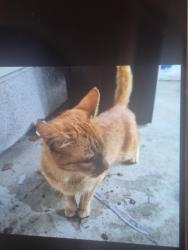 Lost Female Cat last seen Lilly and Saint Peter , Olympia, WA 98506