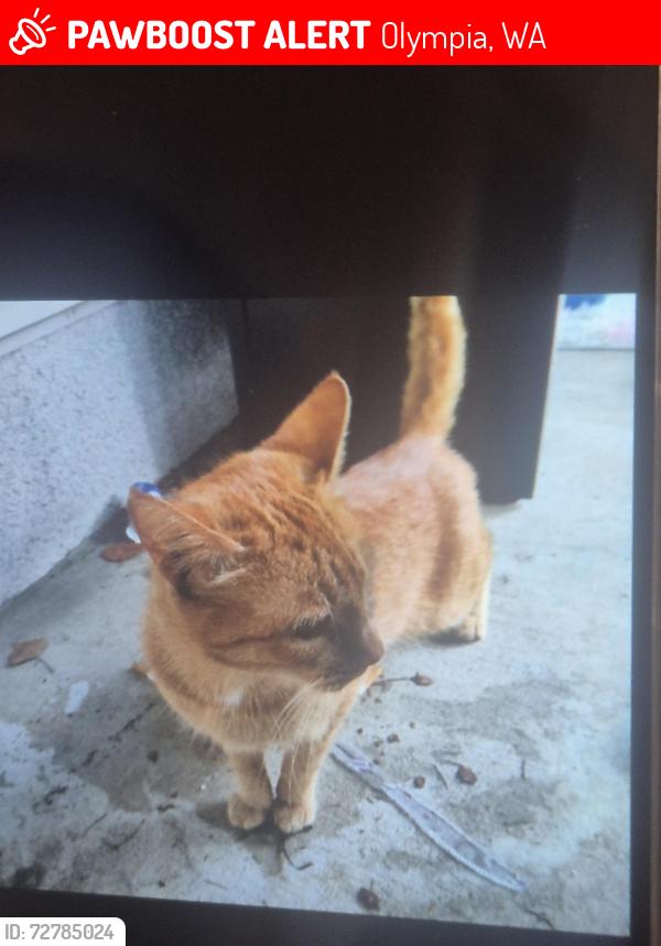 Lost Female Cat last seen Lilly and Saint Peter , Olympia, WA 98506