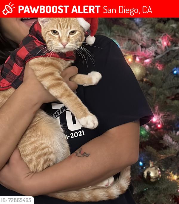 Lost Female Cat last seen Mt Abernathy , San Diego, CA 92117