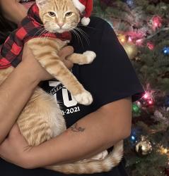 Lost Female Cat last seen Mt Abernathy , San Diego, CA 92117