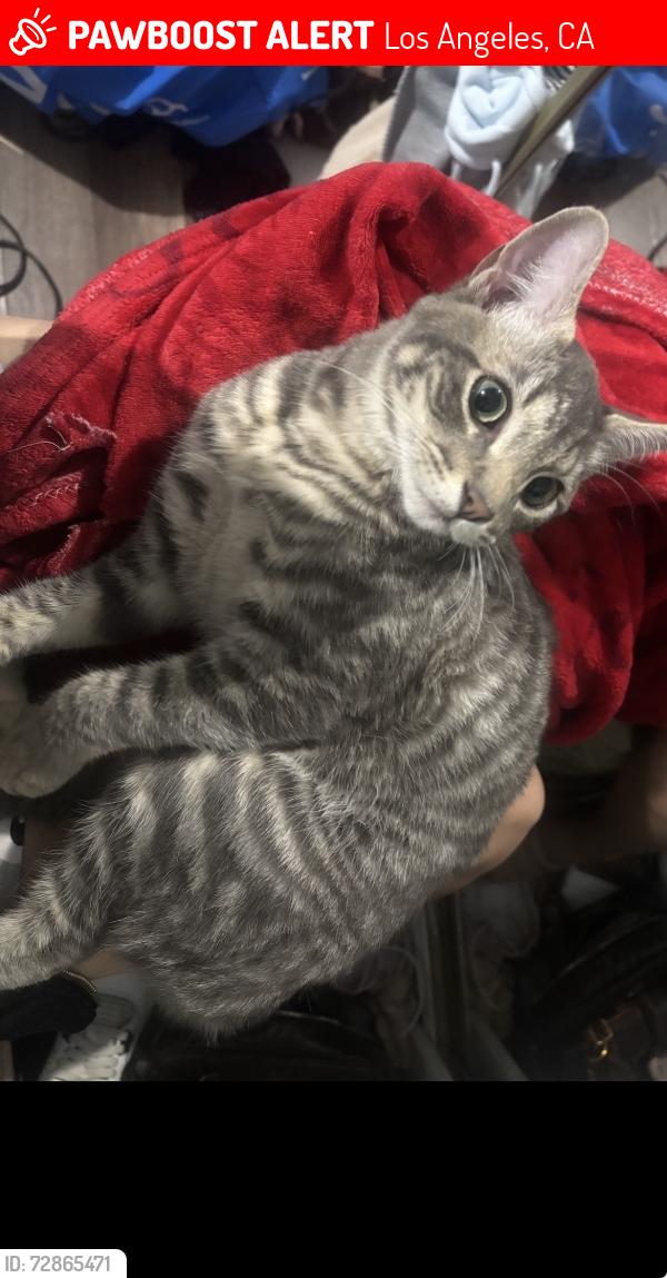 Lost Male Cat last seen Lost in fulcher ave and hatteras street., Los Angeles, CA 91601